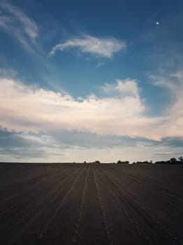 Sunflower sprouts seedling growing across a fertile agricultural land, below a tranquil sky. Vertical orientation background, organic farming. Countryside field for agriculture.