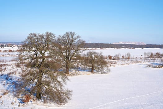 Landscape with trees on the bank of the river Elbe near the village Glindenberg near Magdeburg in winter