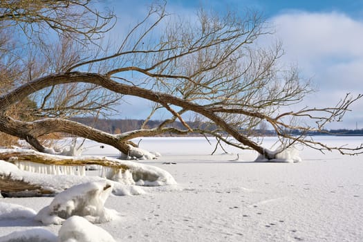 Trees on the frozen lake Barleber See near Magdeburg in winter