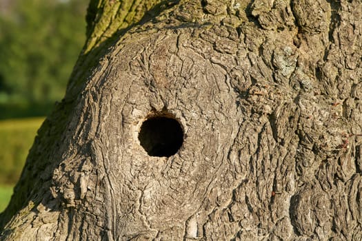 Knothole on an old maple tree serves as a nesting hole for birds in a park