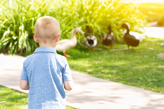 Curious Young Boy Watching The Ducks At The Park.