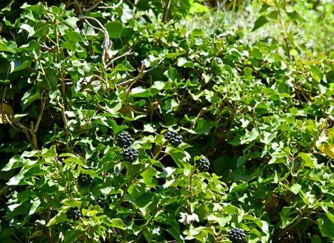 Hedera helix