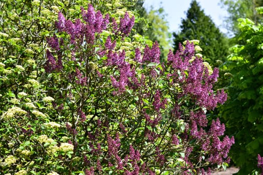 lilac tree