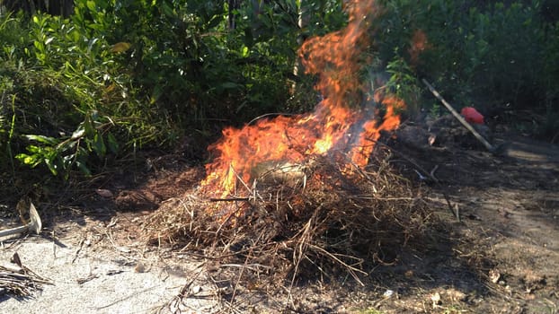 Farmer burning pile of dry branches, burning branches and wood in the forest . Agricultural fire with smoke and bonfire concept.