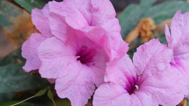 Beautiful Bougainvillea flowers blooming in garden.