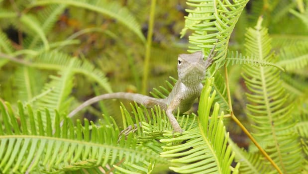 Light brown chameleon in a green forest
