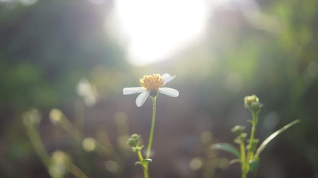 Vintage soft focus of nature wild flower on morning warm sunlight background.