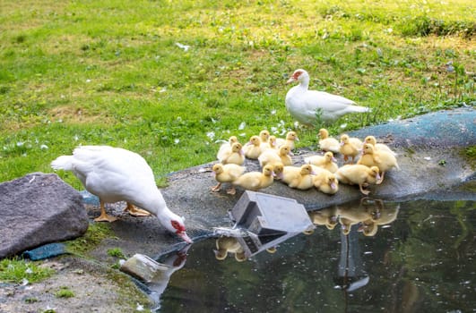 Cute little ducklings family in springtime, outdoors on farm, Czech Republic, Europe