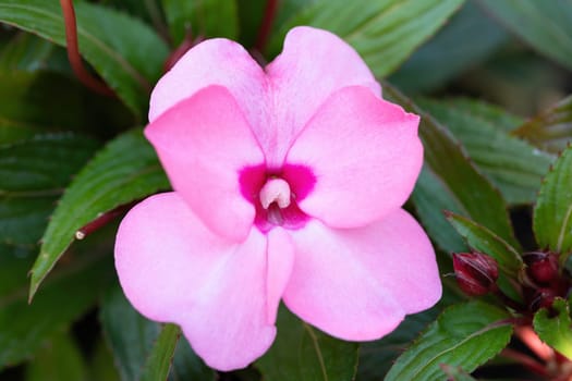 beautiful pink New Guinea impatiens flowers (impatiens hawkeri) in summer garden.