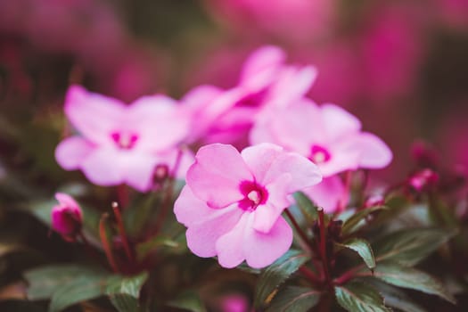 beautiful pink New Guinea impatiens flowers (impatiens hawkeri) in summer garden.