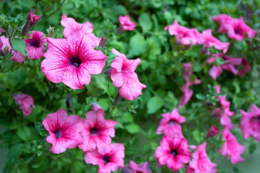 Beautiful Petunia Surfinia Pink Vein, purple and violet surfinia flowers or petunia in the garden.
