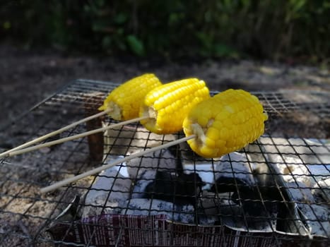 Brazier grilling of fresh corn on hot grid  outdoors during picnic.Cooking, barbecue and food concept.