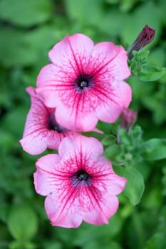Beautiful Petunia Surfinia Pink Vein, purple and violet surfinia flowers or petunia in the garden.