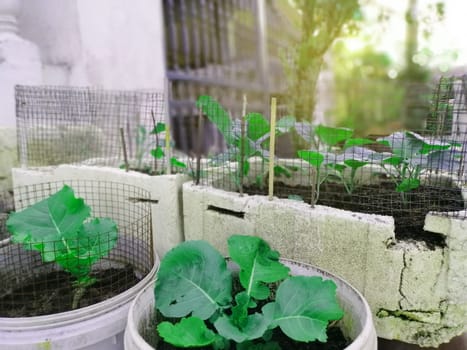 Home grown vegetable in the styrofoam boxes outside the terrace house in Malaysia.