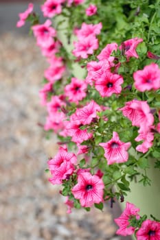 Beautiful Petunia Surfinia Pink Vein, purple and violet surfinia flowers or petunia in the garden.