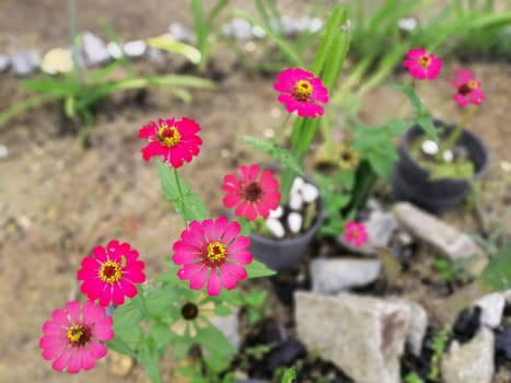 Beautiful Zinnia flowers bloom in nature.