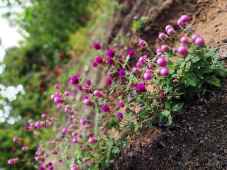 Globe amaranth or Gomphrena globosa in garden