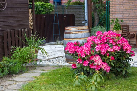 rustic garden -  blooming pink rhododendron flowers