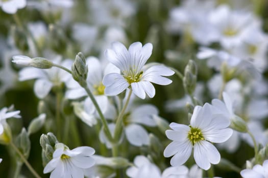tiny white flowers in the garden, soft focus photo