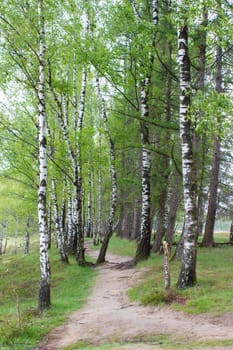 spring nature landscape - spring forest - Brachter Wald in Germany