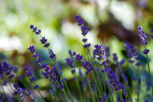 lavender flowers in the garden