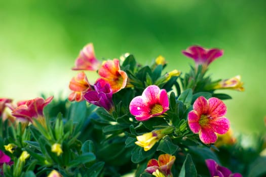petunia (Petunia hybrida) flowers in the garden