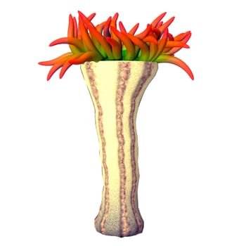 This sea animal called an Anemone is a predator in the seas of the world and is usually stationary waiting for prey to swim by.