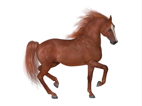 The Thoroughbred is best known for horse racing and can come in various coat colors and known for their speed, spirit and endurance.