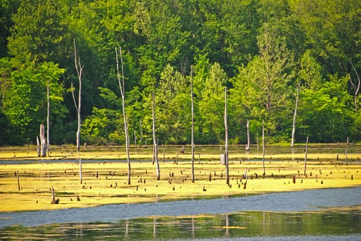 Late Spring on a Rural Marshland near Terre Haute, Indiana