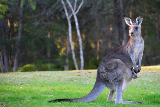 A Kangaroo with her Joey on grass