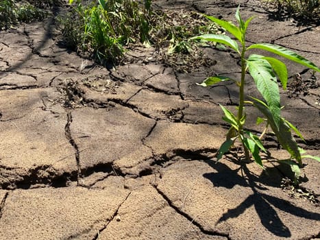 Drought-affected earth in Australia