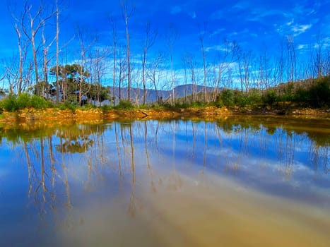A creek surrounded by fire-affected trees