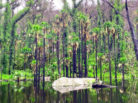 A natural oasis in the middle of Australia's dry bushland
