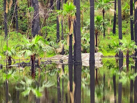 A natural oasis in the middle of Australia's dry bushland