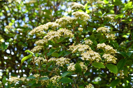 blooming laurel-leaved virbunum
