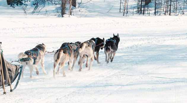 Running dog sledge team Kamchatka musher.
