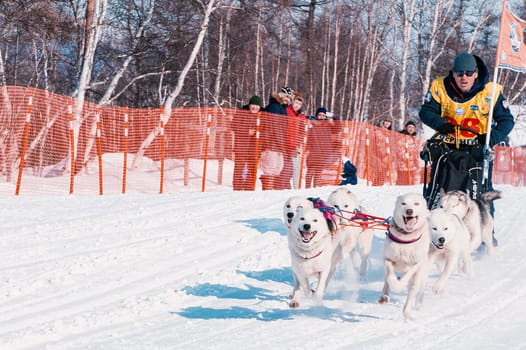ESSO VILLAGE, KAMCHATKA, RUSSIA - MARCH 4, 2019: Running dog sledge team Kamchatka musher. Kamchatka Sled Dog Racing Beringia. Russian Far East, Kamchatka Region, Bystrinsky Region.