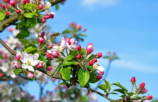honey bee with apple tree