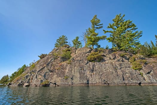 Majestic Pines Growing on Bare Rock in the North Woods on Kekekabic Lake in Minnesota