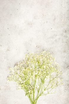 Flat lay with gypsophila flower on ultimate gray. Springtime concept with copy space.