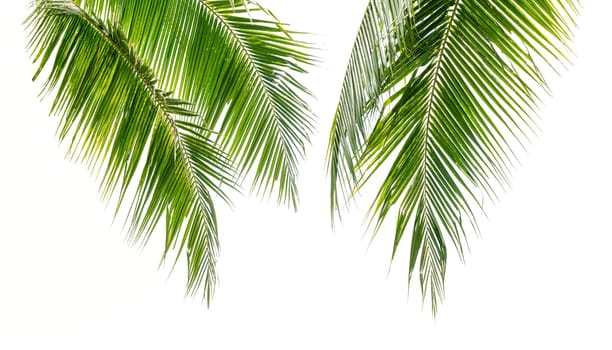 Coconut palm leaves isolated on white background