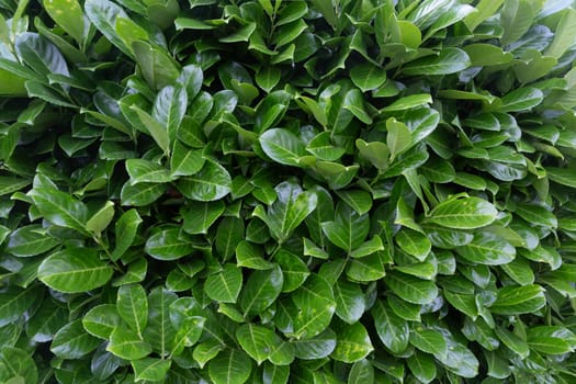 Green Photinia Fraseri leaves in the garden in detail as Background