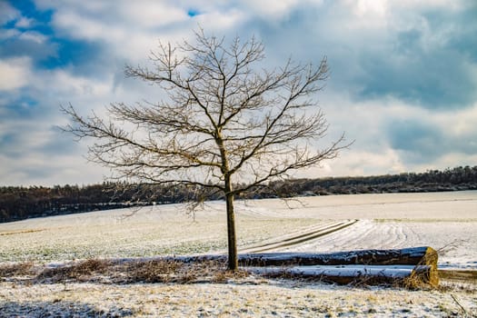 Rural calm winter scenic lying tree trunks in hesse germany