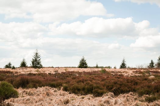 The High Fens, Hoge Venen, Belgium, Signal Van Botrange