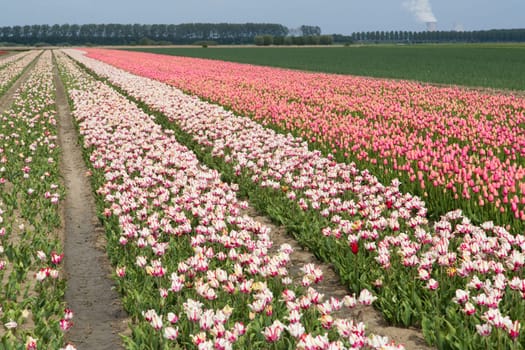 Colorful field of tulips in the Netherlands