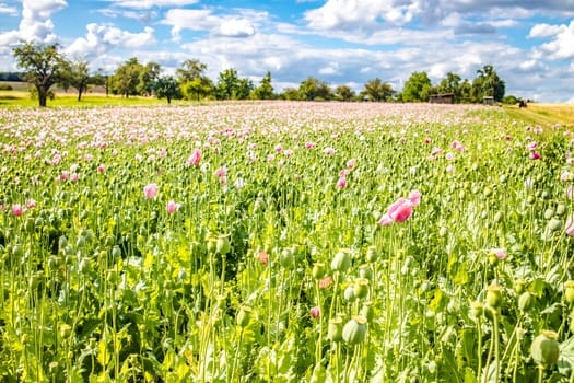 Summer meadow with poppies and beautiful clouds in the sky