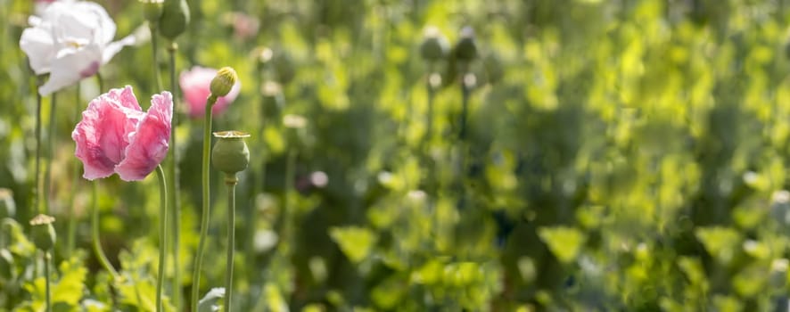 Panorama from beautiful pink poppies in blossom on a summer meadow
