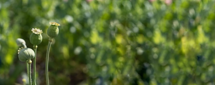 Panorama photo of nature pink bud flower poppy. Background blooming poppy flowers with a closed bud. Poppy grows in the ground.
