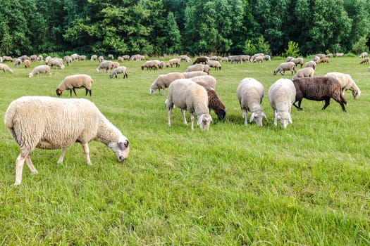 Sheeps on a meadow on green grass in autumn