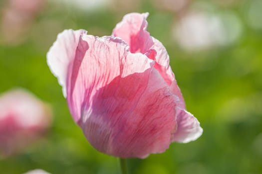 Beautiful pink poppy Head in blossom on a summer meadow